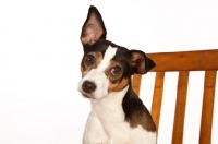 Picture of Rat terrier looking at camera