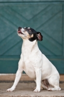 Picture of Rat terrier looking up