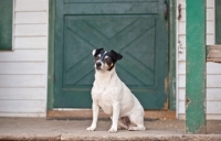 Picture of Rat Terrier on porch