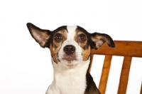 Picture of Rat terrier, portrait