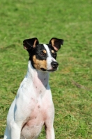 Picture of Ratonero Bodeguero Andaluz, (aka Andalusian Rat Hunting Dog), portrait