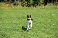 Picture of Ratonero Bodeguero Andaluz, (aka Andalusian Rat Hunting Dog), retrieving toy