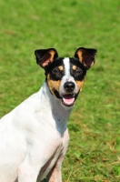 Picture of Ratonero Bodeguero Andaluz, (aka Andalusian Rat Hunting Dog), portrait