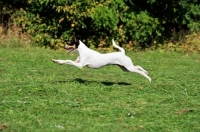 Picture of Ratonero Bodeguero Andaluz, (aka Andalusian Rat Hunting Dog), in motion