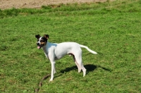 Picture of Ratonero Bodeguero Andaluz, (aka Andalusian Rat Hunting Dog), standing on grass