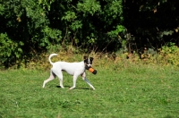 Picture of Ratonero Bodeguero Andaluz, (aka Andalusian Rat Hunting Dog)