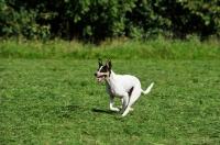 Picture of Ratonero Bodeguero Andaluz, (aka Andalusian Rat Hunting Dog), running