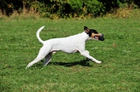 Picture of Ratonero Bodeguero Andaluz, (aka Andalusian Rat Hunting Dog), side view