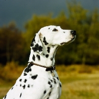 Picture of ravenswing fiorella of trumpeters (asta), dalmatian head portrait