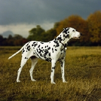 Picture of ravenswing fiorella of trumpeters (asta), dalmatian standing in a field