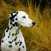 Picture of ravenswing fiorella of trumpeters (asta), dalmatian portrait