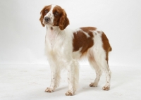 Picture of Red & White Welsh Springer Spaniel