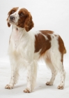 Picture of Red & White Welsh Springer Spaniel on white background