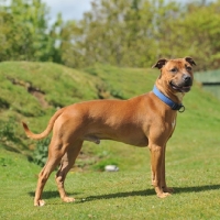 Picture of red American Staffordshire Terrier