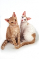 Picture of red and red and white LaPerm cats