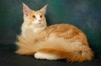 Picture of red and silver maine coon cat lying