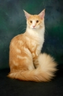 Picture of red and silver maine coon cat sitting