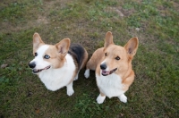 Picture of Red and Tricolor Pembroke Corgis sitting on grass, looking aside.