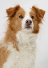 Picture of red and white Border Collie bitch