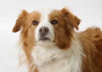 Picture of red and white Border Collie portrait