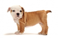 Picture of red and white Bulldog puppy, side view