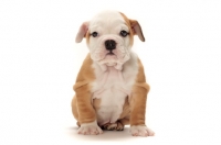 Picture of red and white Bulldog puppy, sitting on white background