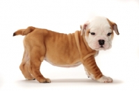 Picture of red and white Bulldog puppy standing on white background