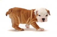 Picture of red and white Bulldog puppy walking on white background