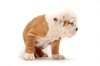 Picture of red and white Bulldog puppy