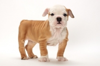 Picture of red and white Bulldog puppy