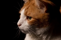 Picture of red and white cat close up