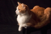 Picture of red and white cat lying on black background