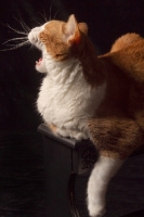 Picture of red and white cat meowing