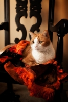 Picture of red and white cat on chair