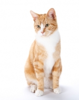 Picture of red and white cat on white background