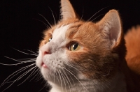 Picture of red and white cat, portrait