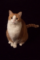 Picture of red and white cat sitting on white background