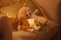 Picture of red and white cat sleeping on couch with toy