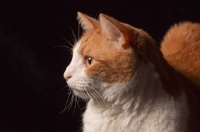 Picture of red and white cat