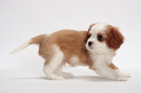 Picture of red and white Cavalier King Charles Spaniel, side view