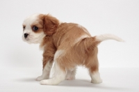Picture of red and white Cavalier King Charles Spaniel, back view