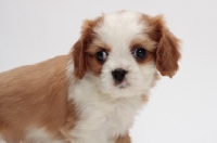 Picture of red and white Cavalier King Charles Spaniel, portrait