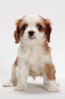 Picture of red and white Cavalier King Charles Spaniel, front view