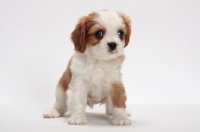Picture of red and white Cavalier King Charles Spaniel