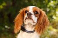 Picture of red and white Cavalier KIng Charles Spaniel
