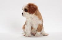 Picture of red and white Cavalier King Charles Spaniel, looking aside