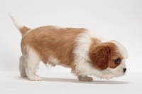 Picture of red and white Cavalier King Charles Spaniel, walking