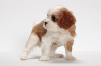 Picture of red and white Cavalier King Charles Spaniel, standing in studio