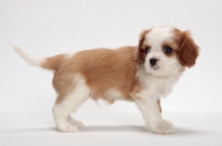 Picture of red and white Cavalier King Charles Spaniel, standing on white background