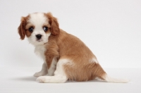 Picture of red and white Cavalier King Charles Spaniel, sitting